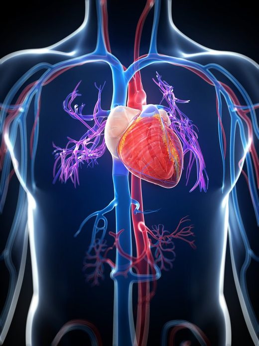 cardiovascular