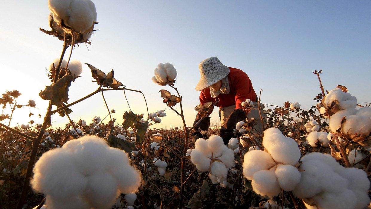 Click to enlarge Chinese cotton picker