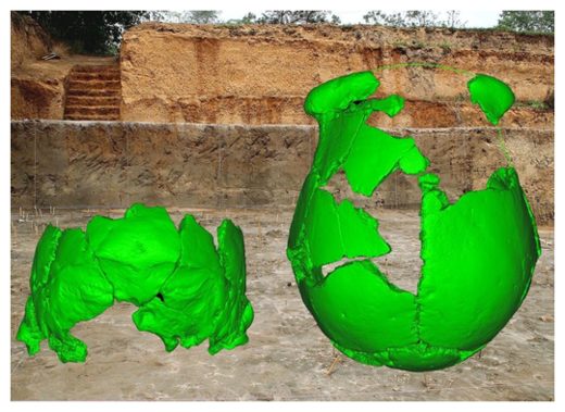 Click to enlarge Two partial skulls