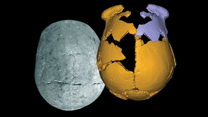Click to enlarge skulls