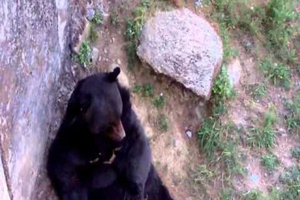 Click to enlarge BEAR