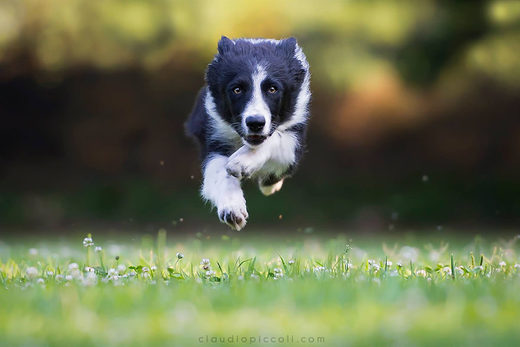 Click to enlarge Zet Dog