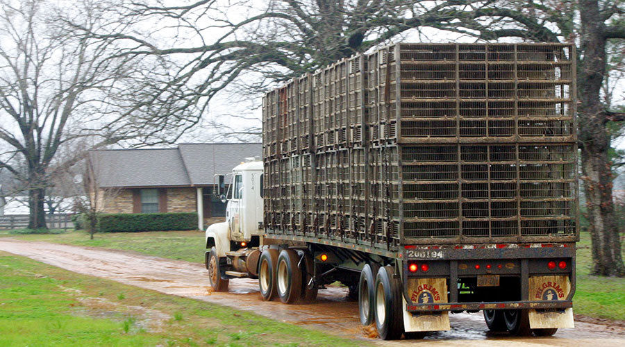 Click to enlarge Chicken truck semi trailer