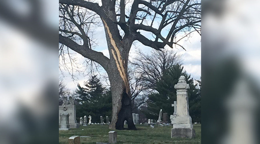 Click to enlarge burnt tree