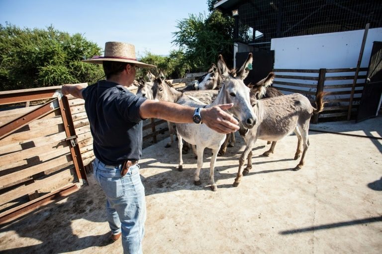 Click to enlarge Donkey Farm