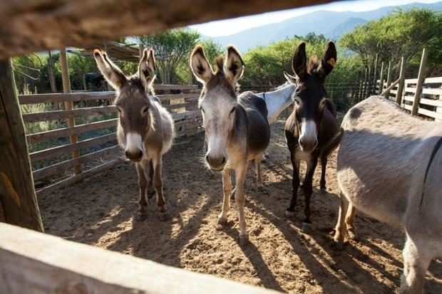 Click to enlarge Donkey Farm