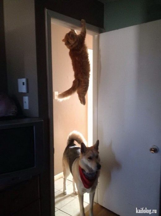 Click to enlarge Cat and dog