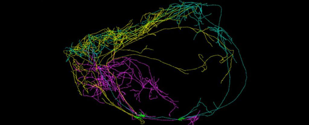 giant neuron
