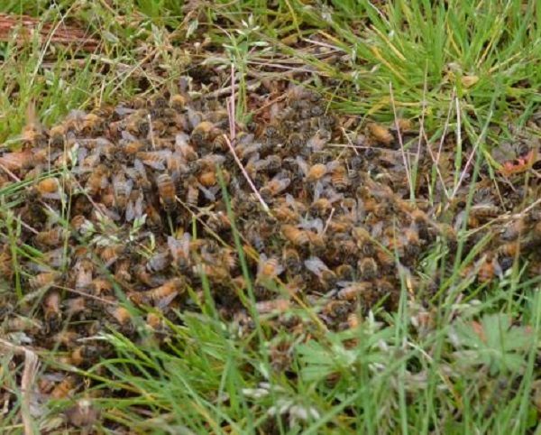 honeybees