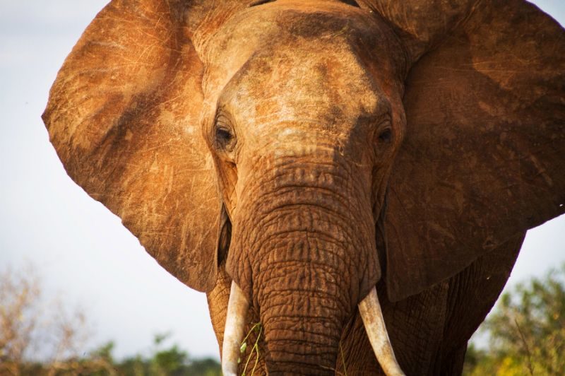 Click to enlarge Giant 'tusker' elephant