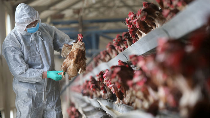 quarantine researcher checks on a chicken