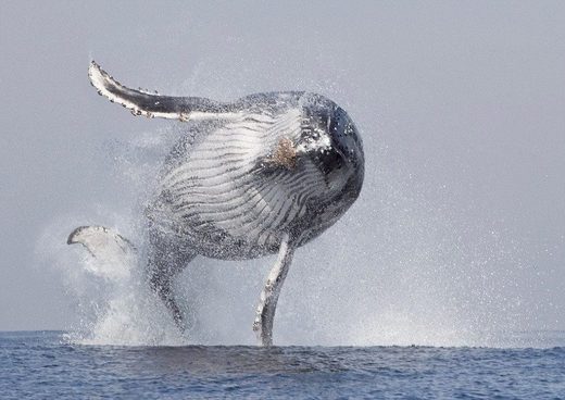Click to enlarge Whale flying