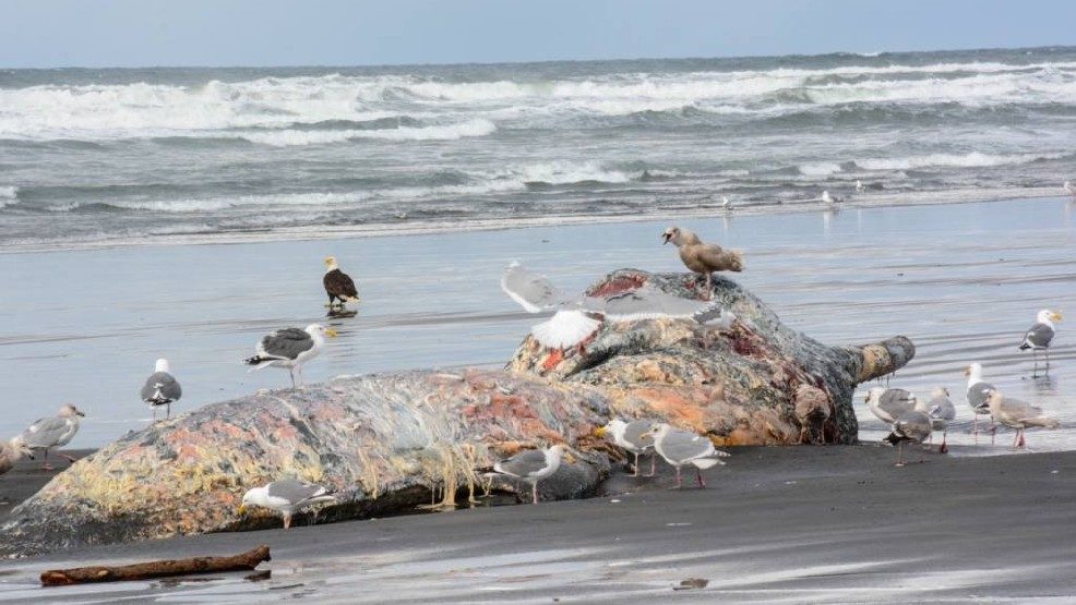 Click to enlarge dead whale