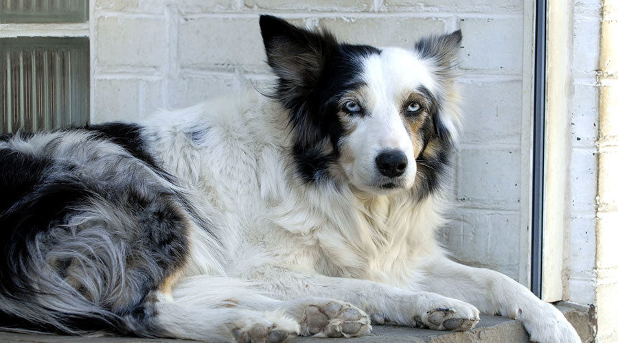 Border Collie