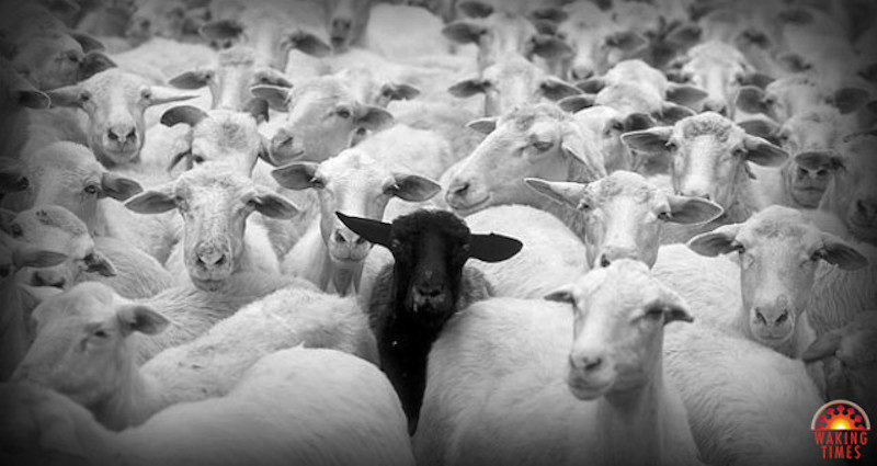 Click to enlarge Herd immunity