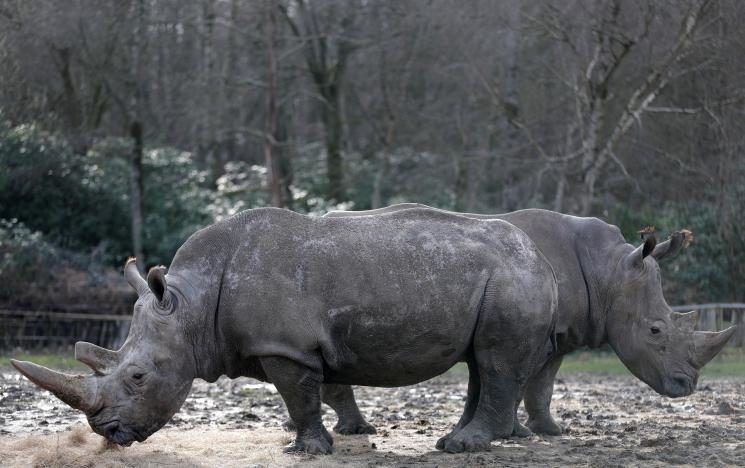 Click to enlarge white rhinos
