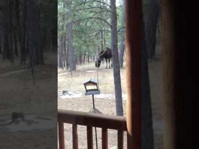 Moose playing with a tire swing