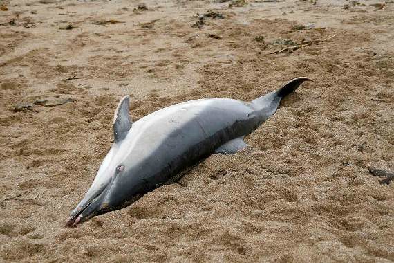 DEAD DOLPHIN