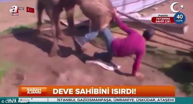 Mr Ildam was swung through the air by the angry camel. He was badly injured enough to require hospital treatment