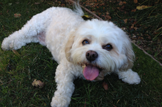 Casey the dog