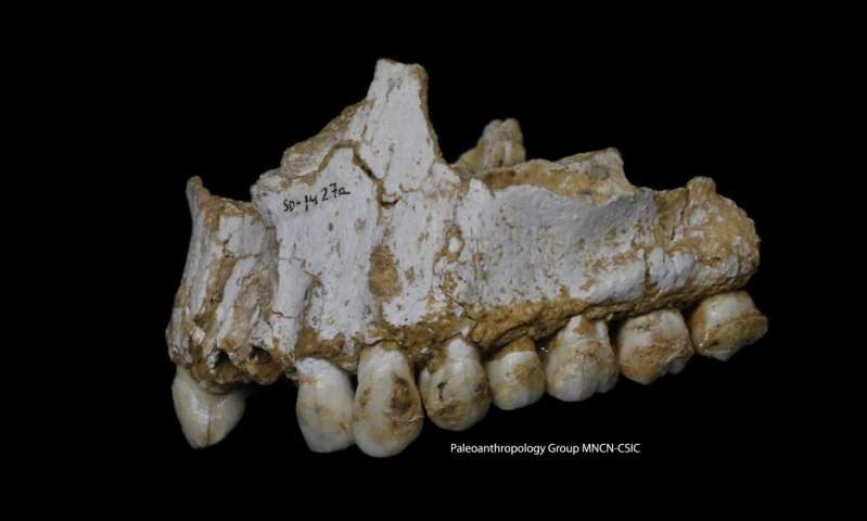 neanderthal jaw