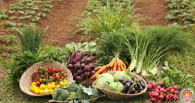 Click to enlarge farmed vegetables
