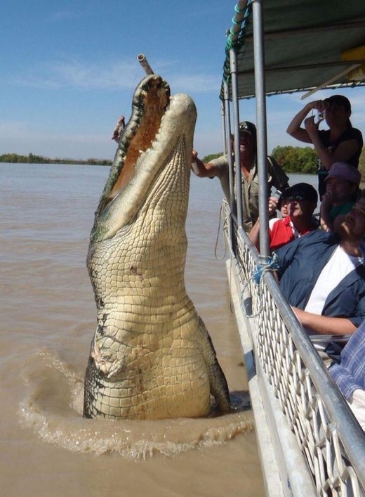 Click to enlarge Giant aligator