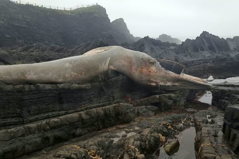 Click to enlarge The mammal is either a baleen or a fin whale