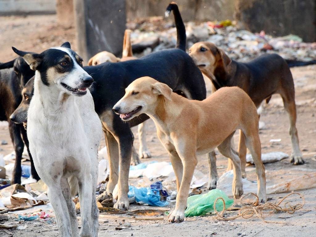 stray dogs