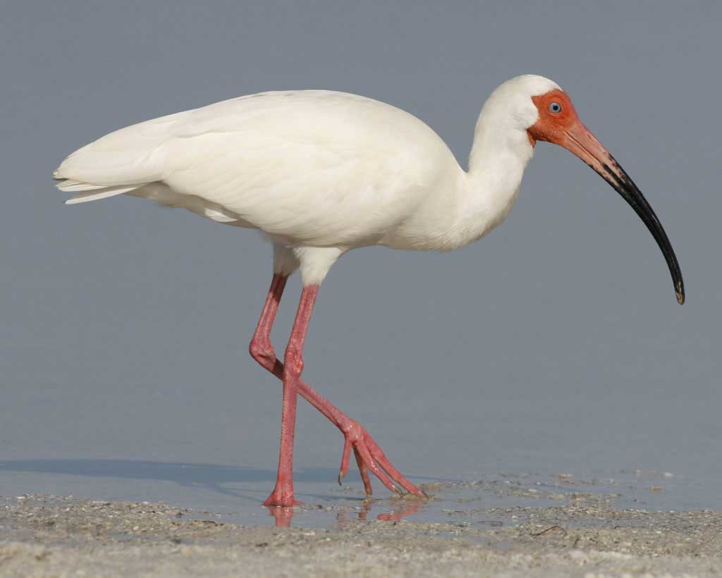 White Ibis