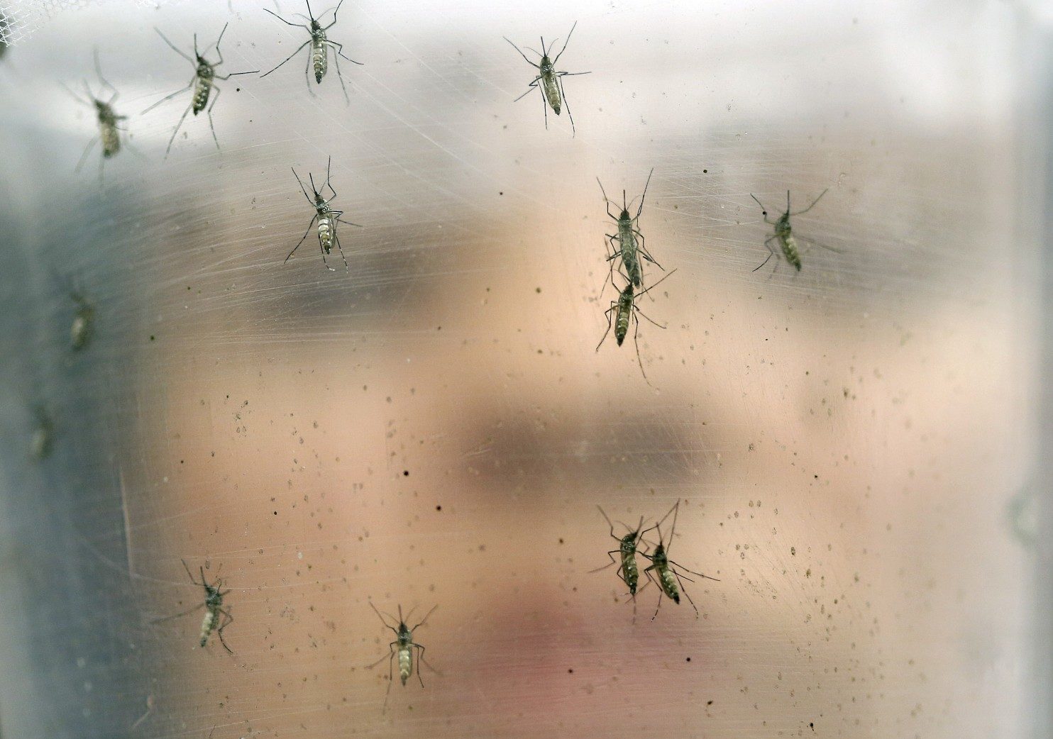 female Aedes aegypti mosquitoes