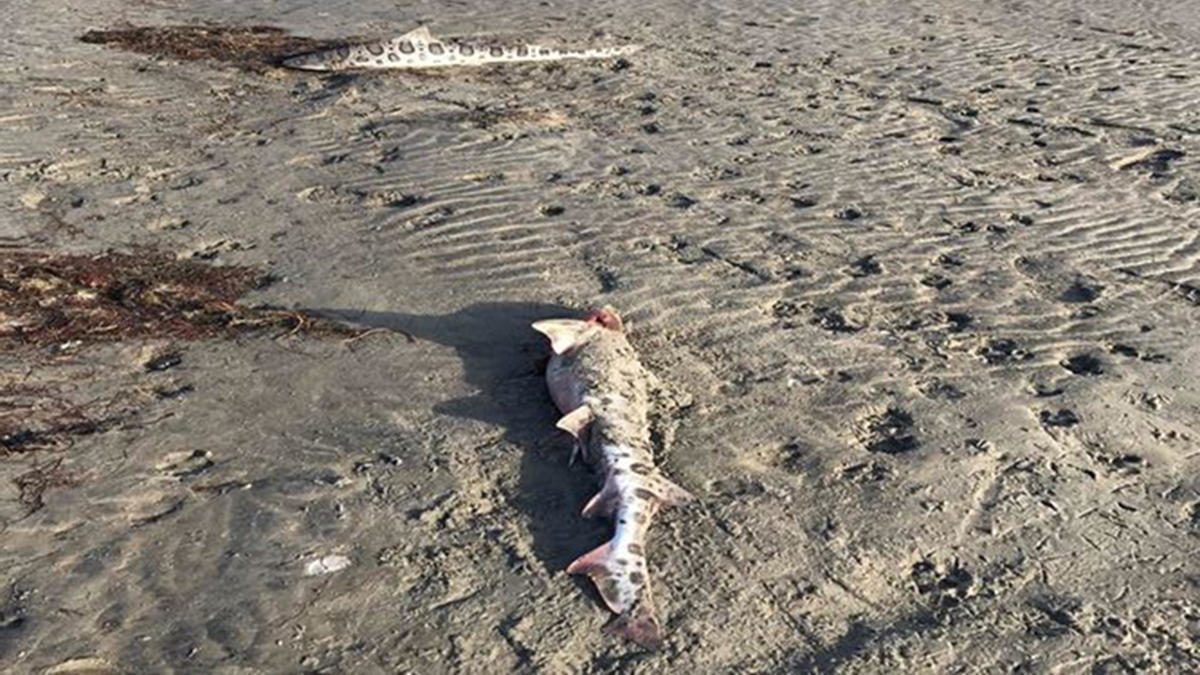 Dead leopard sharks