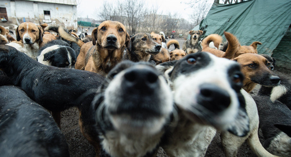 Dogs animal shelter