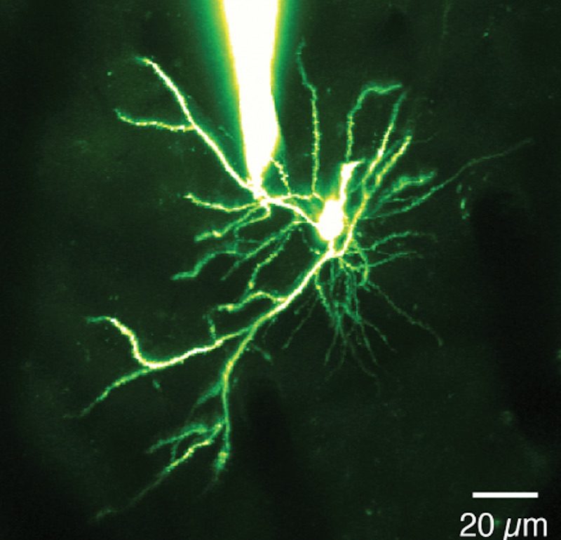 Click to enlarge dendrite