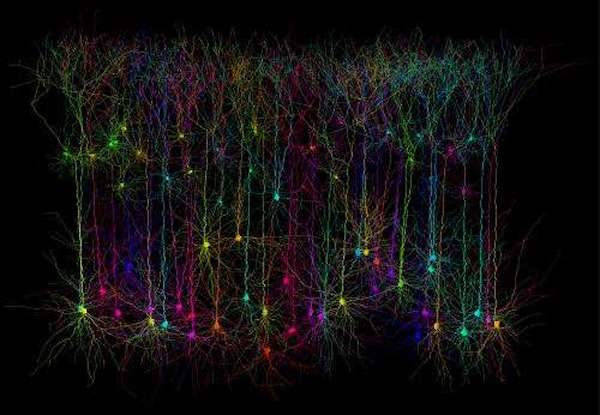 Click to enlarge pyramidal cells