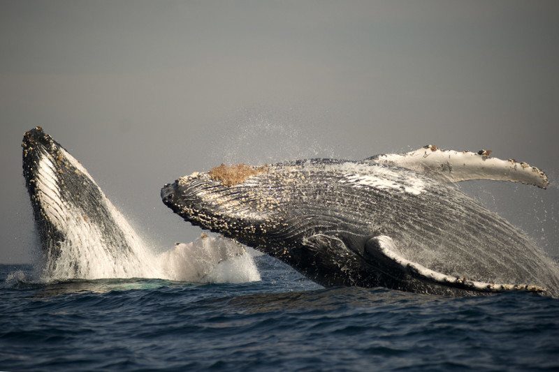 Humpback Whales