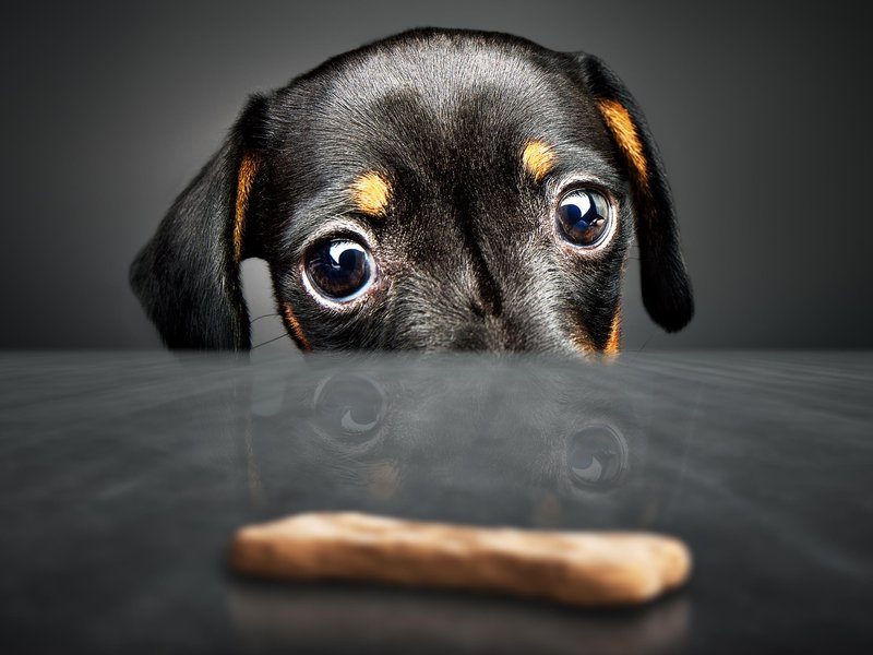 dachshund