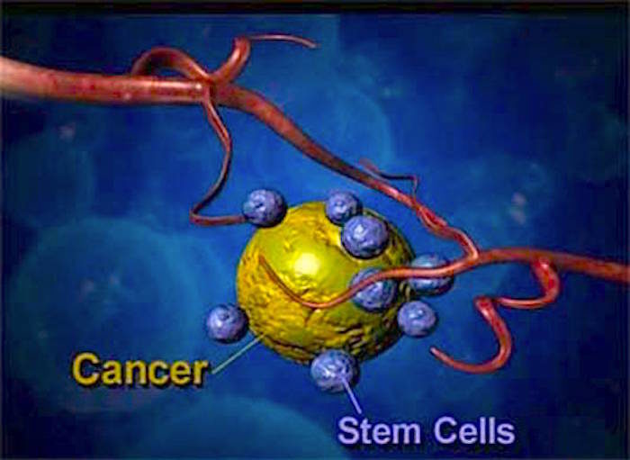 Click to enlarge cancer stem cells