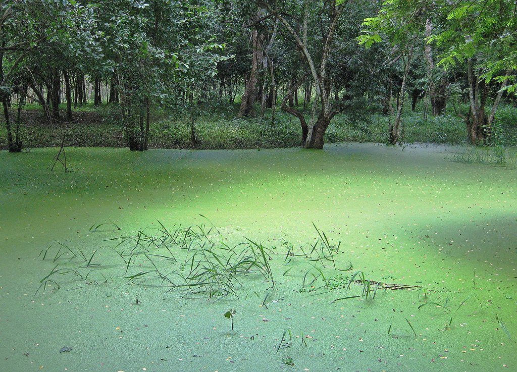 swamp