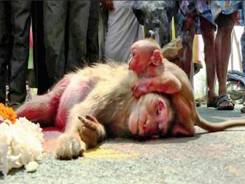 grieving baby monkey
