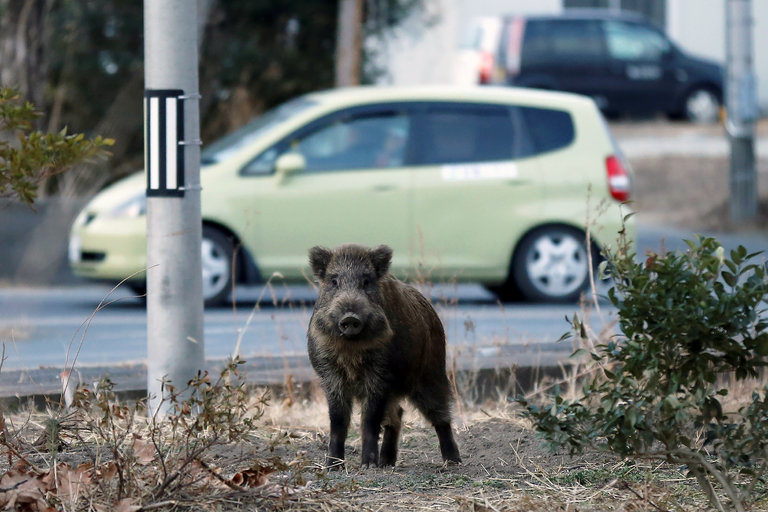 Wild Boars