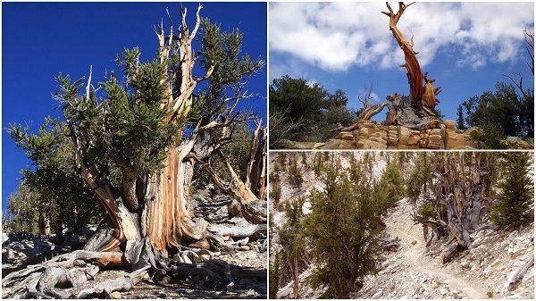 Oldest tree