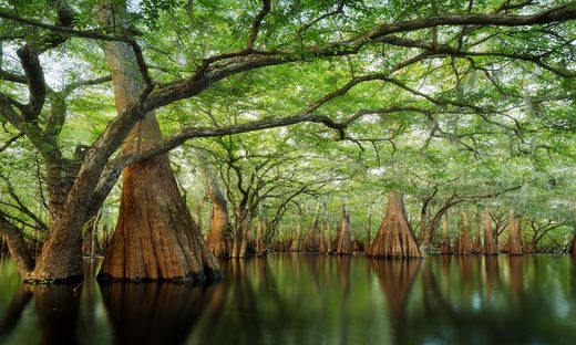 Click to enlarge Florida Landscape