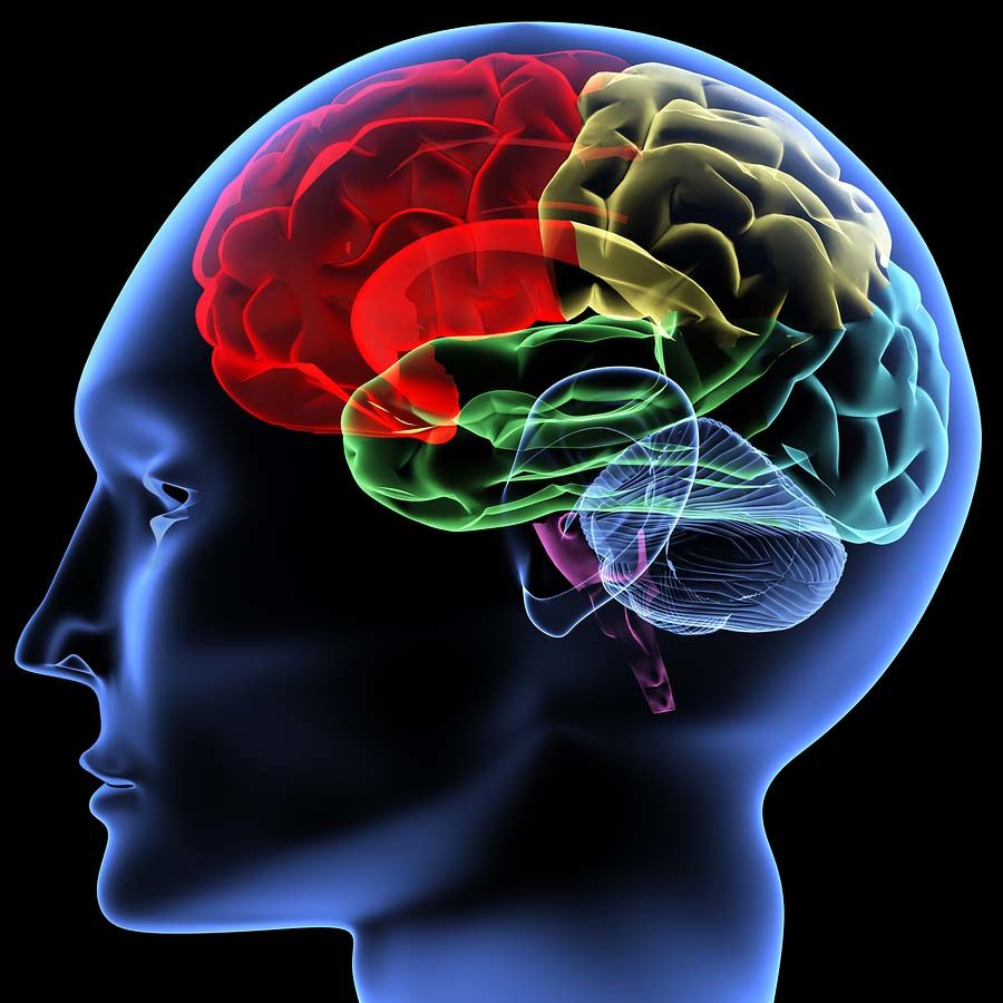 healthy brain