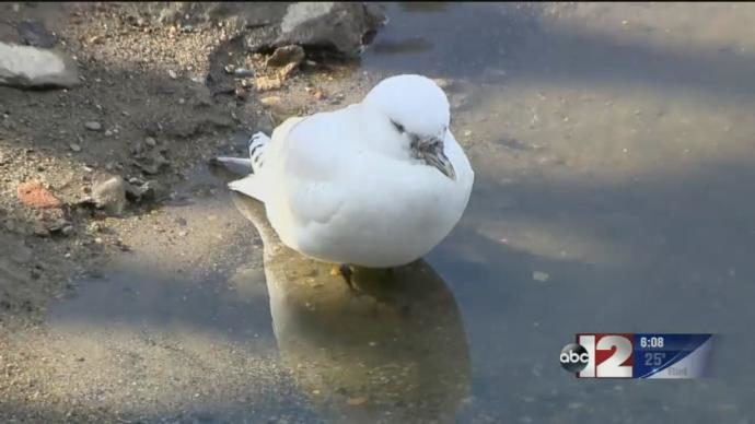 Ivory Gull 