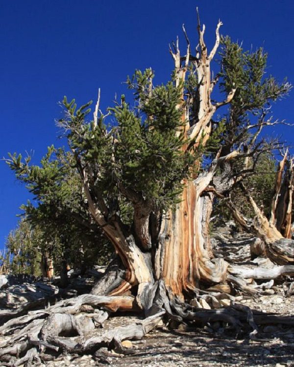Click to enlarge A large specimen of the tree