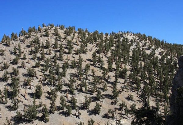 Click to enlarge Ancient Bristlecone Pine Forest