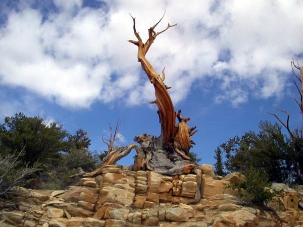 Click to enlarge Tree