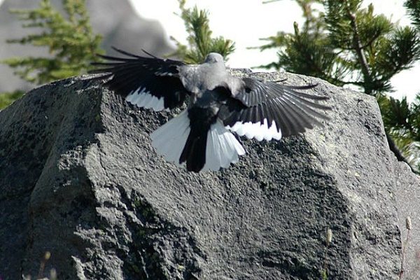 Click to enlarge Clark’s nutcracker