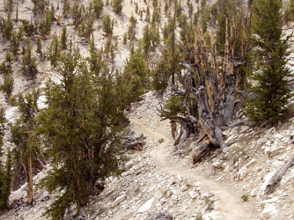 Click to enlarge The Methuselah Grove trail